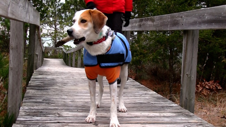 Chloe1-copy Wilderness Trail Takes Us To The Beach - Pinery Provincial Park - Watch the Video!