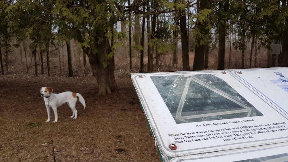 20190324_131315-copy Chloe the Foxhound Runs Through Every Tall Grass At Fingal Wildlife Area Trails - Watch The Video!