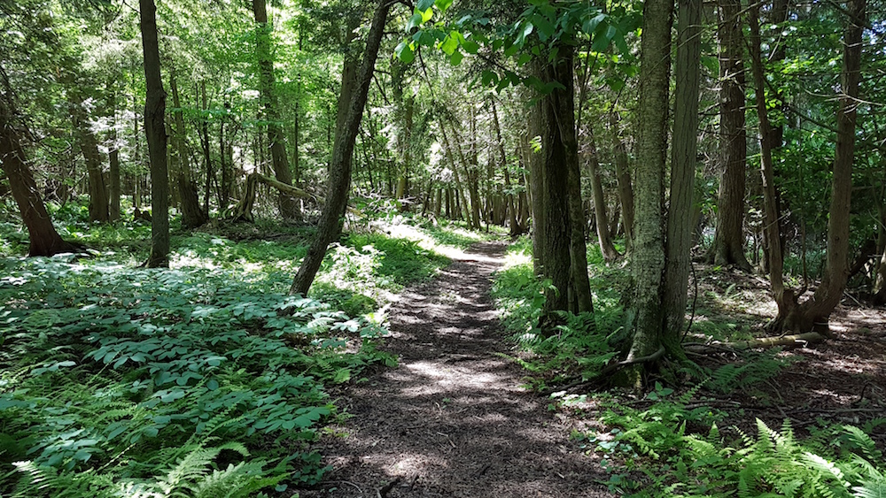 20190622_123948-copy Hiking At Wawanosh Valley Conservation Area Near Goderich - Watch the Video!