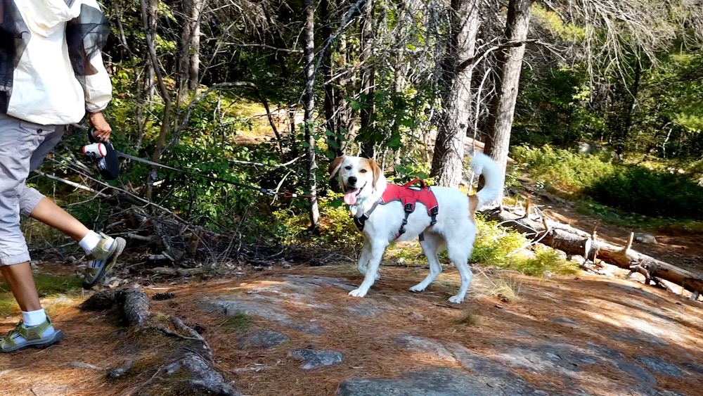 chloe1-copy Hiking High Pines Trail At Bon Echo Provincial Park - Watch the Video!