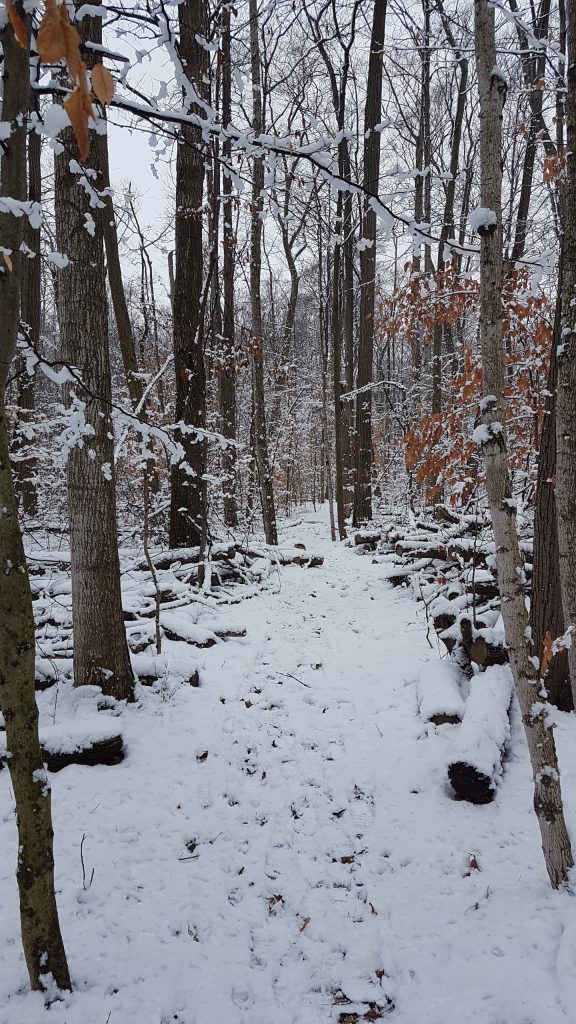 20200203_110453-576x1024 Take A Peaceful Winter Walk Through Mandaumim Woods - Lambton County Trail - Watch the Video!