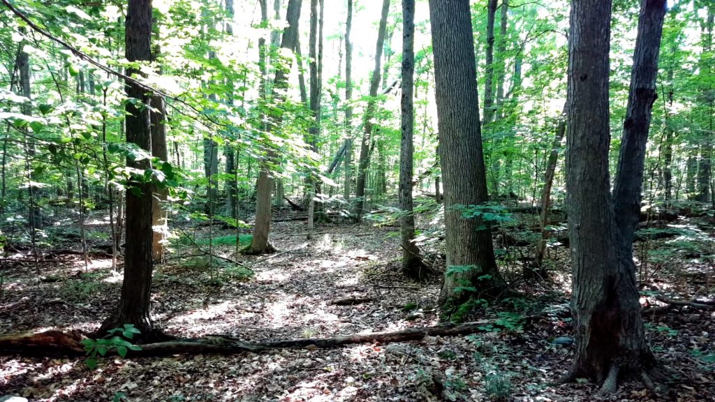 forest2-1024x576 Sounds Of Cicadas Along Charleston Lake's Beech Woods Trail - Watch the Video!
