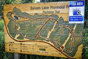 PLANTATION-TRAIL-300x200 Balsam Lake Provincial Park Trails