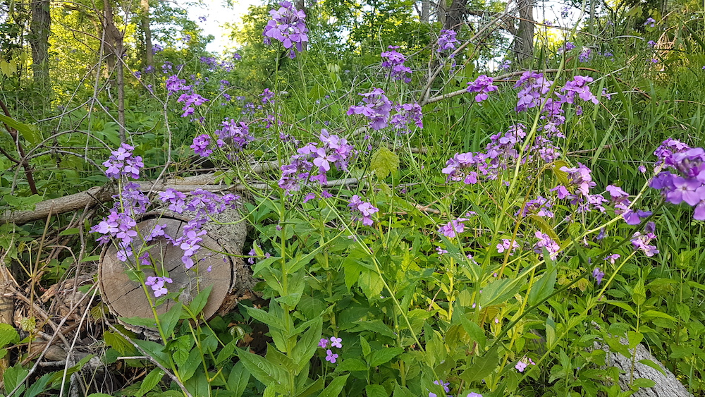 20200617_074831-copy Early Summer Wildflowers At Petrolia's Bridgeview Park