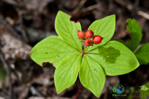 3475981519 Identifying Wildflowers: Canadian Bunchberry (native)