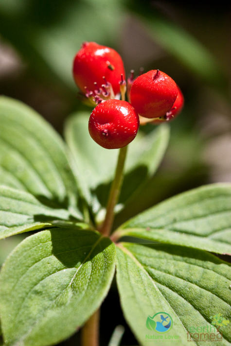 3937858391 Identifying Wildflowers: Canadian Bunchberry (native)