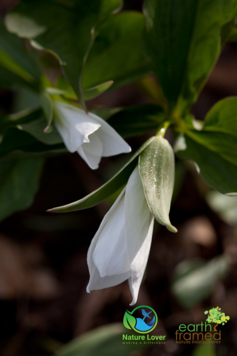 1150935379 Identifying Wildflowers: White Trillium
