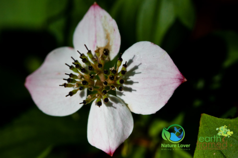 1696226146 Identifying Wildflowers: Canadian Bunchberry (native)