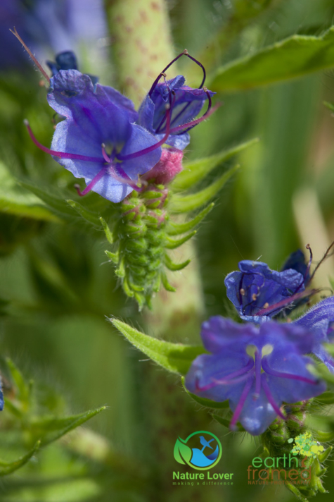 447918981 Identifying Wildflowers: Viper's Bugloss