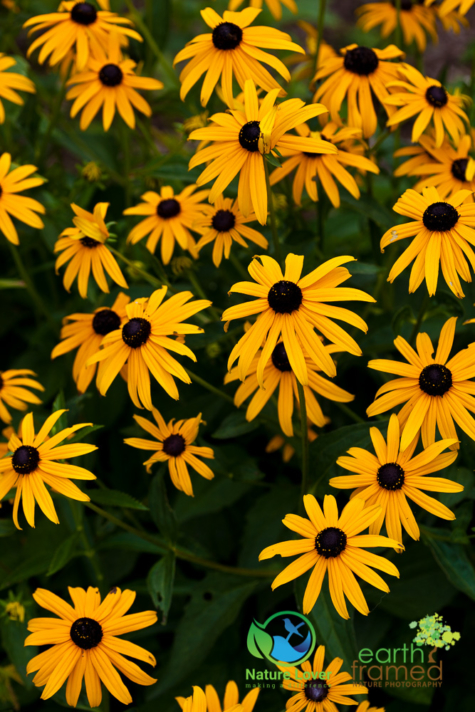 4067302351 Identifying Wildflowers: Black-eyed Susan (native)
