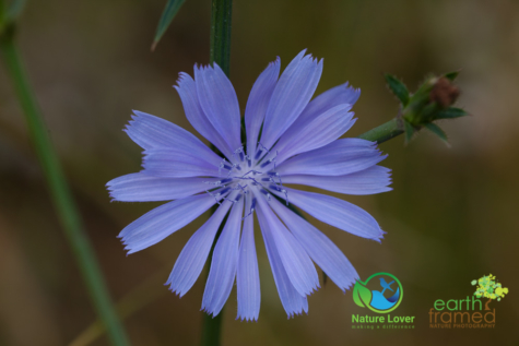 37243040 Identifying Wildflowers: Chicory (non-native)