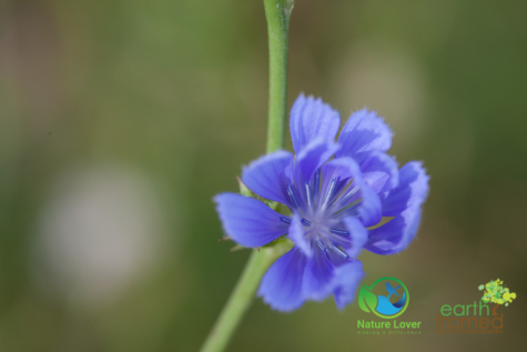 2385994359 Identifying Wildflowers: Chicory (non-native)