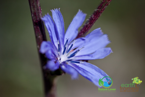 1426121801 Identifying Wildflowers: Chicory (non-native)