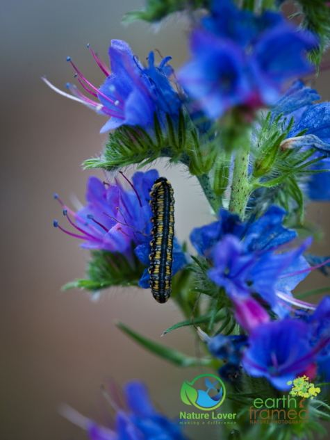 2079773655 Identifying Wildflowers: Viper's Bugloss