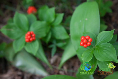 2680729179 Identifying Wildflowers: Canadian Bunchberry (native)