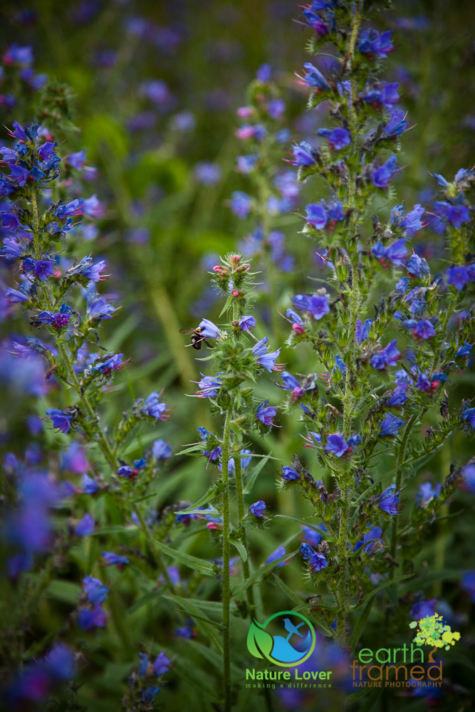 611563430 Identifying Wildflowers: Viper's Bugloss