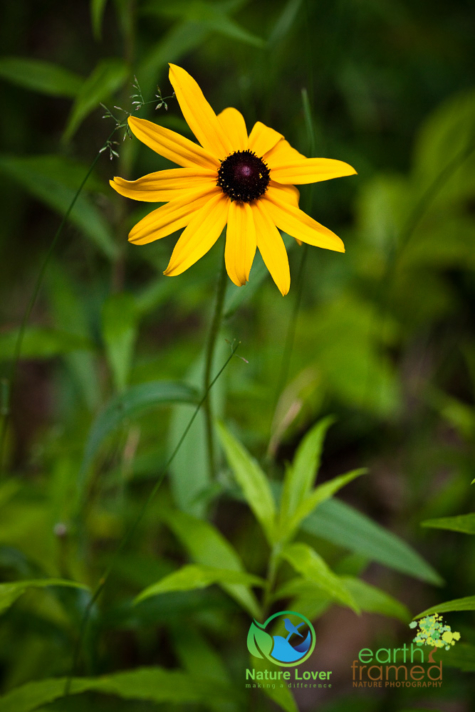 410793864 Identifying Wildflowers: Black-eyed Susan (native)