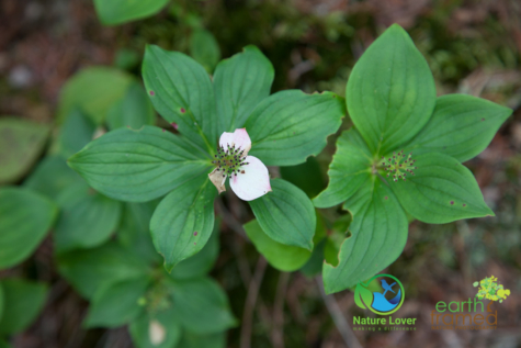 3296771046 Identifying Wildflowers: Canadian Bunchberry (native)