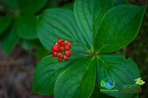 1983818749 Identifying Wildflowers: Canadian Bunchberry (native)