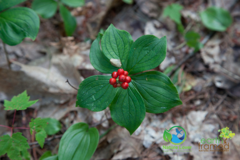 3773747036 Identifying Wildflowers: Canadian Bunchberry (native)