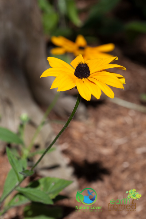 1809035710 Identifying Wildflowers: Black-eyed Susan (native)