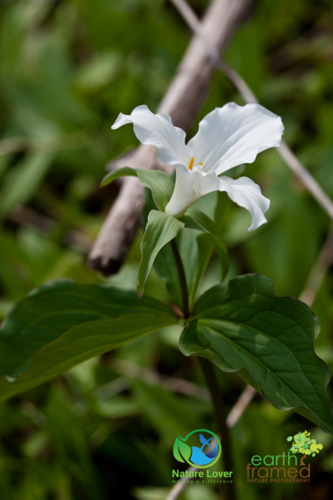 1327938939 Identifying Wildflowers: White Trillium