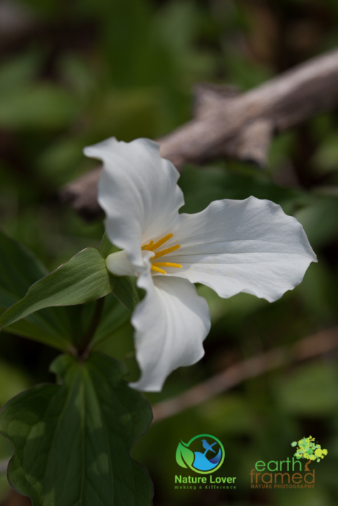 1735012850 Identifying Wildflowers: White Trillium
