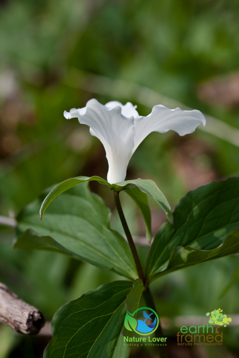 1305167536 Identifying Wildflowers: White Trillium