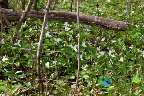 439526361 Identifying Wildflowers: White Trillium