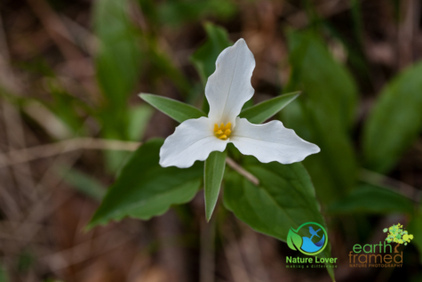 3635168357 Identifying Wildflowers: White Trillium