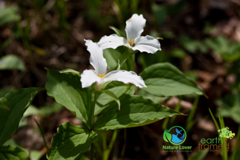 1810226493 Identifying Wildflowers: White Trillium