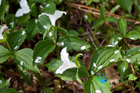 470667099 Identifying Wildflowers: White Trillium