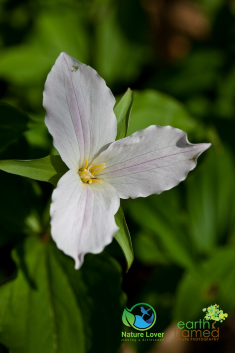 2849764546 Identifying Wildflowers: White Trillium