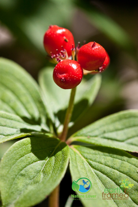 2221744457 Identifying Wildflowers: Canadian Bunchberry (native)