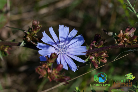 1020434412 Identifying Wildflowers: Chicory (non-native)