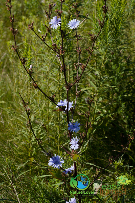 611883623 Identifying Wildflowers: Chicory (non-native)
