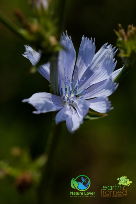 2282624322 Identifying Wildflowers: Chicory (non-native)