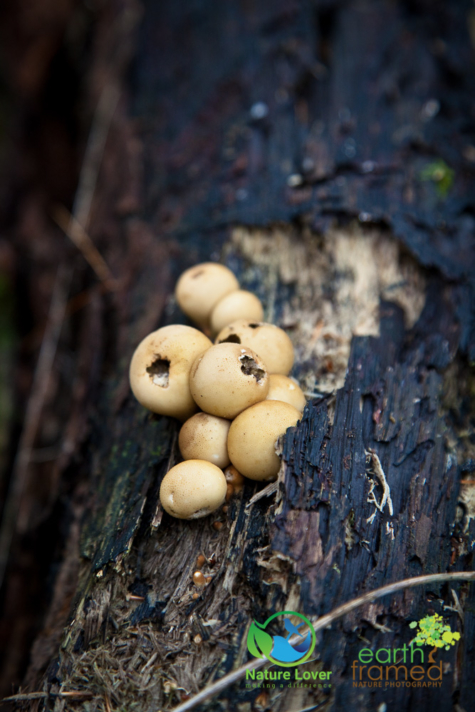 1049329535 Fall Mushrooms Everywhere At The Pinery