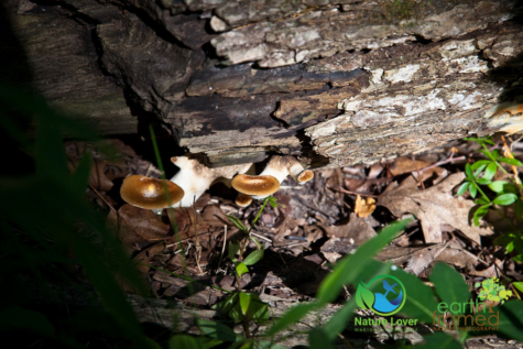 1382870657 Fall Mushrooms Everywhere At The Pinery
