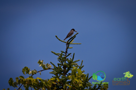 2964360930 Presqu'ile Provincial Park For Birding