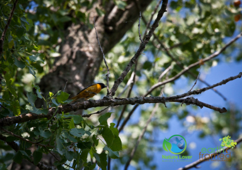 1075651246 Presqu'ile Provincial Park For Birding