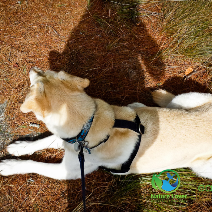 608582331 Maya the Nature Dog Camping Memories, 2015