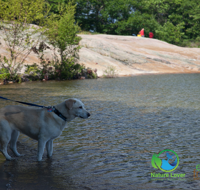 984785955 Maya the Nature Dog Camping Memories, 2015