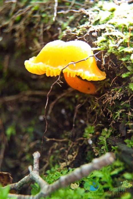 4207615407 Fungi at Duncan Escarpment Nature Reserve