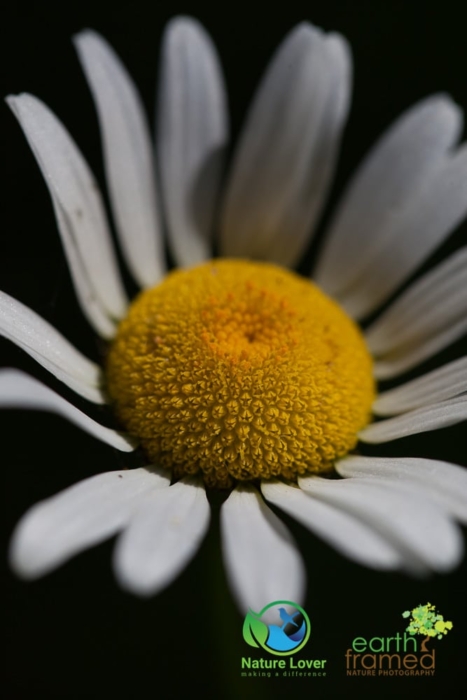 3878668784 Identifying Wildflowers: Ox-eye Daisy (non-native)