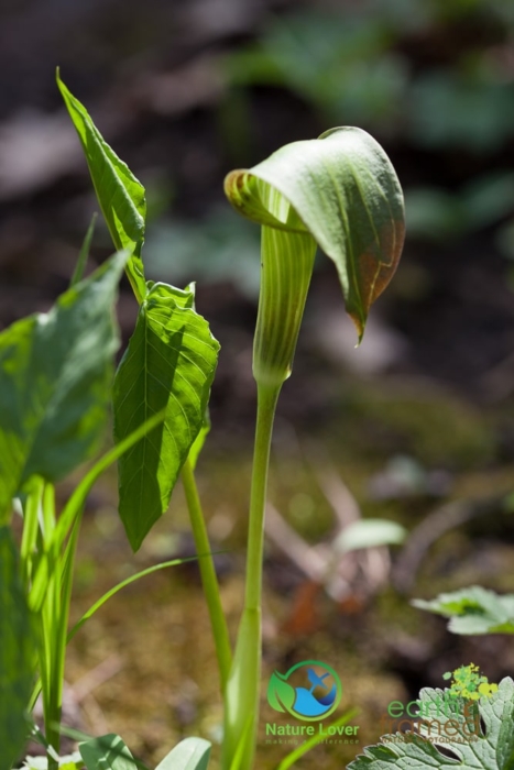 158050847 Identifying Wildflowers: Jack-in-the-Pulpit (native)