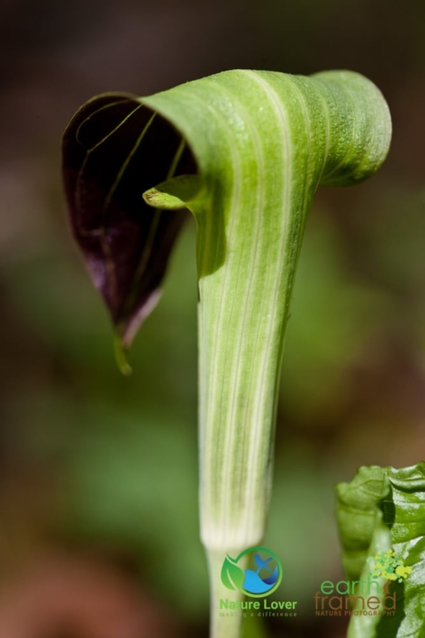 269474894 Identifying Wildflowers: Jack-in-the-Pulpit (native)