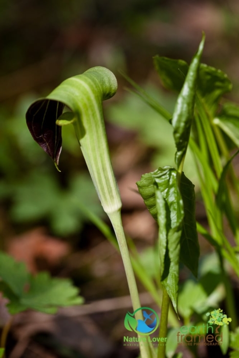 2643815696 Identifying Wildflowers: Jack-in-the-Pulpit (native)