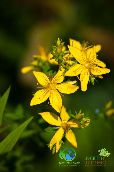 3524328098 Identifying Wildflowers: Common St. John's Wort (non-native)