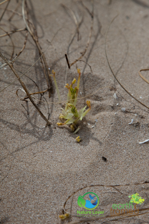 3937249074 Ipperwash Beach - In Pictures, 2017